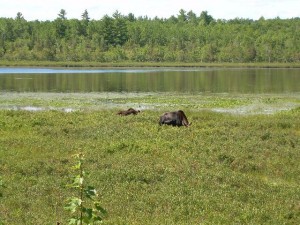 Cow & Calf Cow & Calf