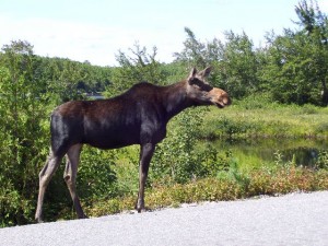 Cow On The Golden Road Cow On The Golden Road