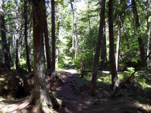 Soft Trail Soft Trail