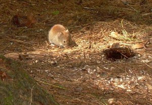 Bluffer charging critter Bluffer charging critter