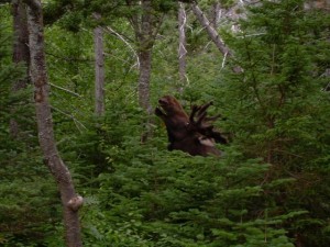 Python finally sees a moose!