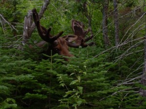 Bullwinkle approaches