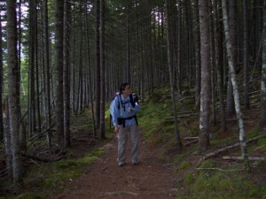 Soft pine needles Soft pine needles