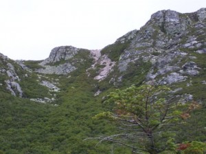 Looking up at the Saddle Trail