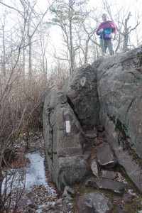 Knitting Bull Knitting Bull