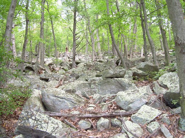Field Of Boulders Field Of Boulders