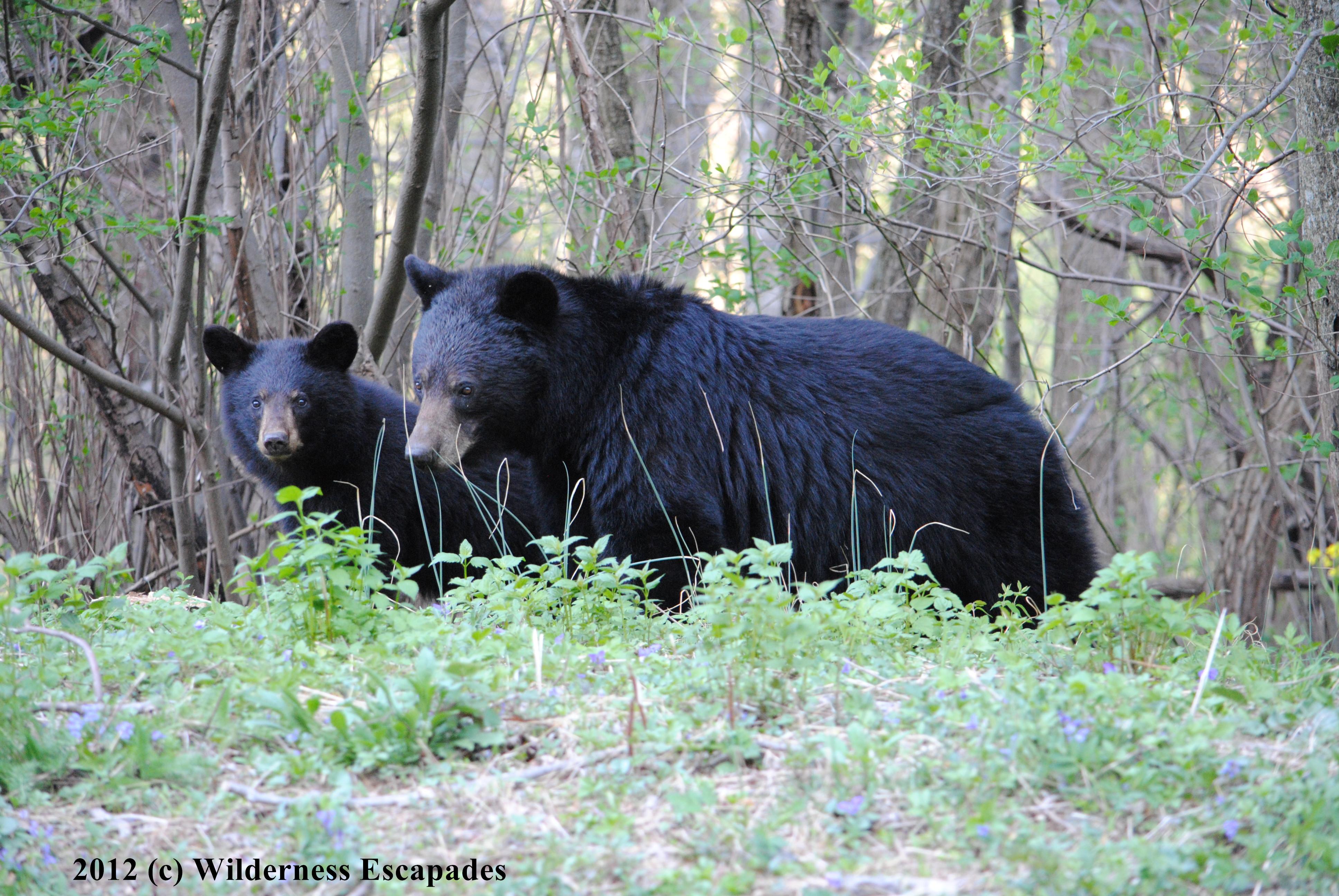 Momma & cub in Shenandoah National Park