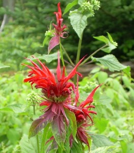 Red Flower Red Flower
