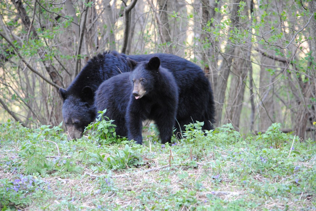Momma & cub in Shenandoah National Park