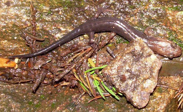 Salamander