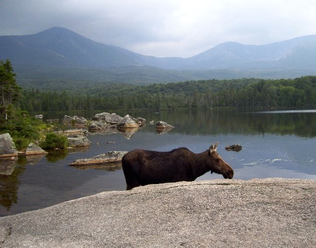 Cow in Sandy Stream Pond