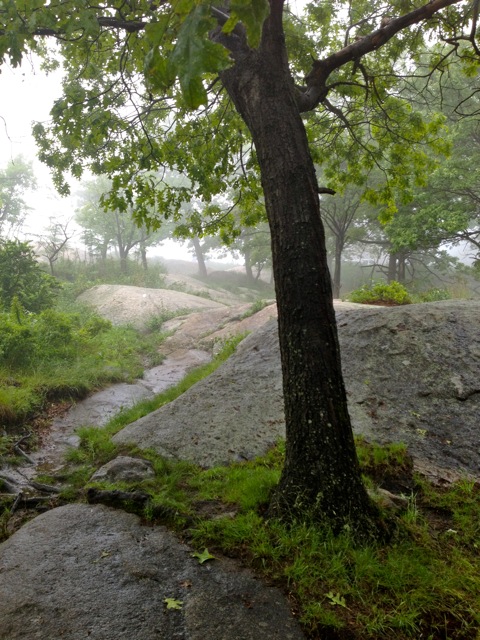 Slippery trail after the rain