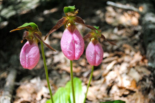 Trio of Pink Lady Slippers