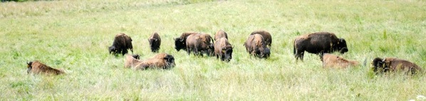 Buffalo Buffalo