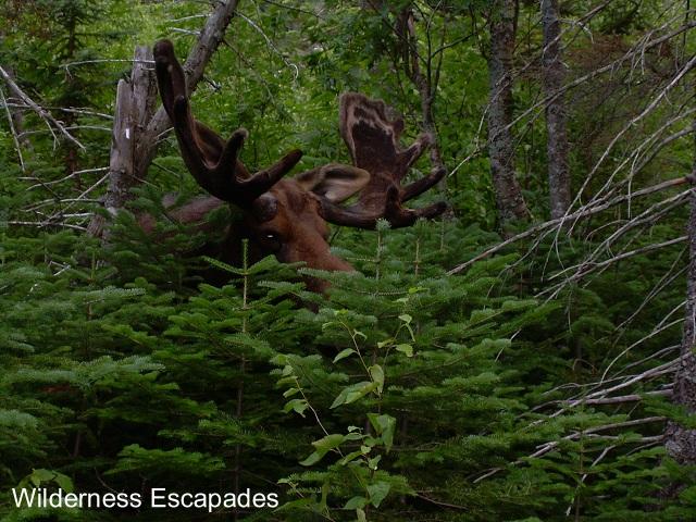 The bull is approaching us