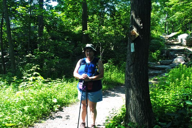Knitting Bull Knitting Bull