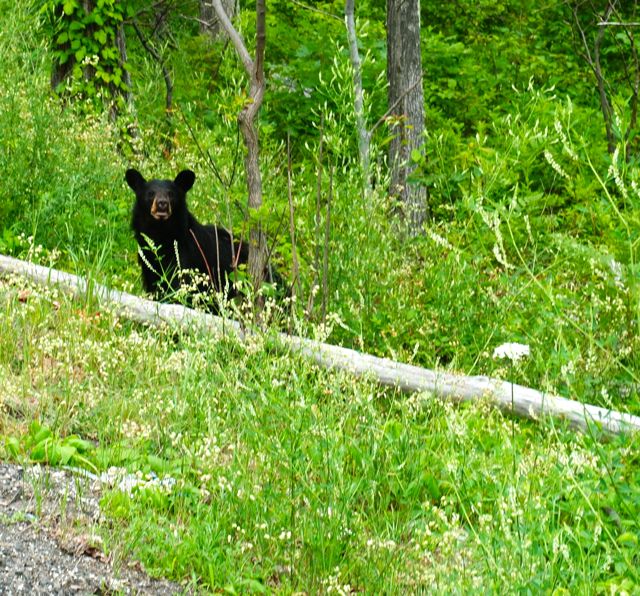 Bear on the side of the road BBear on the side of the road