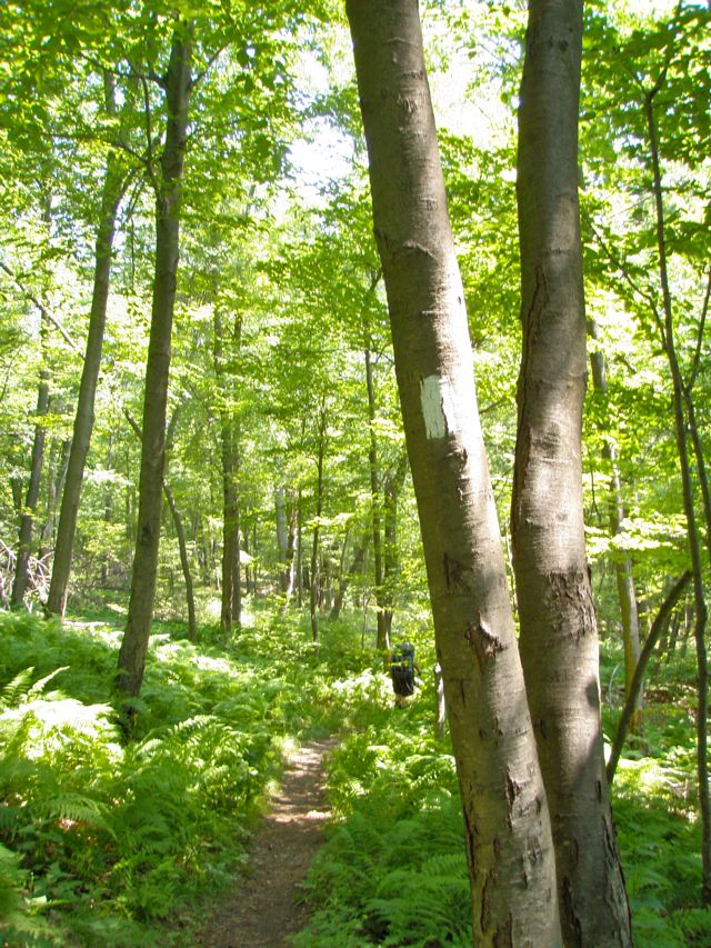 Lovely trail Lovely trail