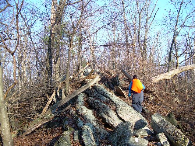 B-Squared with her blaze orange bandana B-Squared with her blaze orange bandana