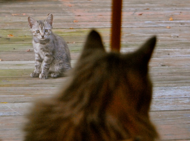 Baxter watching the kitten