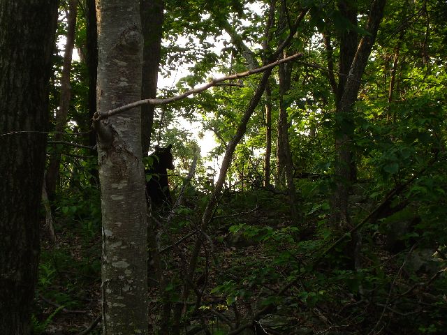 Bear climbing up the hill Bear climbing up the hill