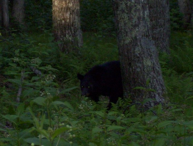 Big Meadows Bear Big Meadows Bear