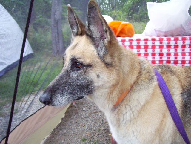Zero is waiting inside the food tent Zero is waiting inside the food tent