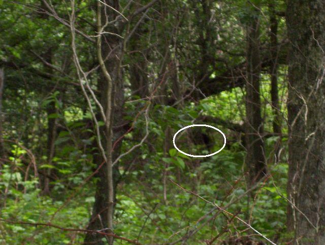 Can You See The Bear? Can You See The Bear?