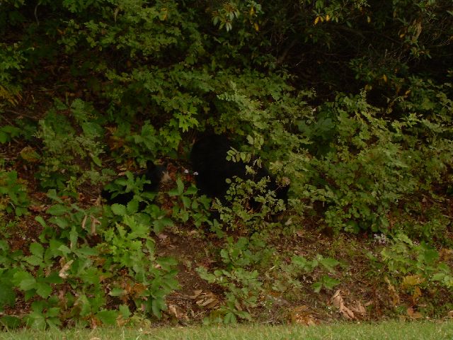 Momma and cub Momma and cub