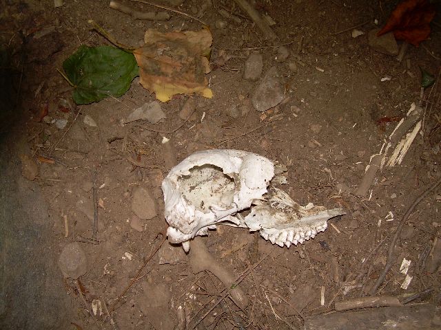 Skull on the trail Skull on the trail