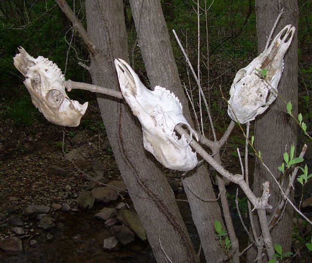 Tree of skulls