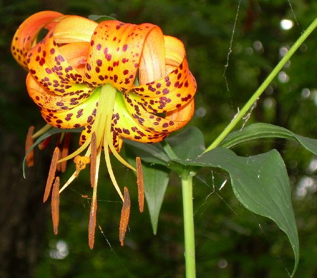 Turk's Cap Lily