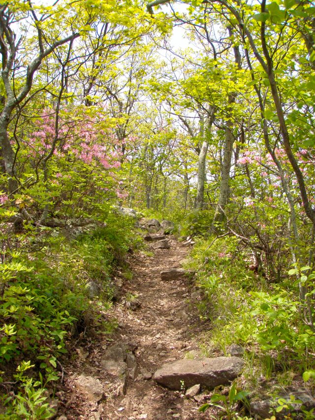 Crab Tree Falls Trail