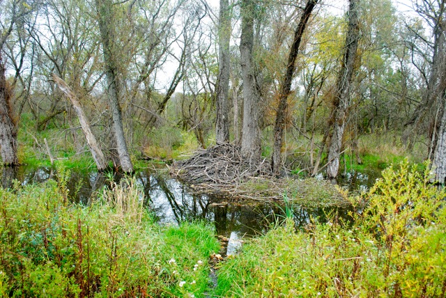 Beaver house Beaver house