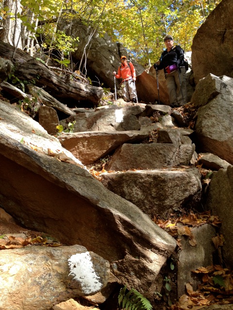 Python & Knitting Bull