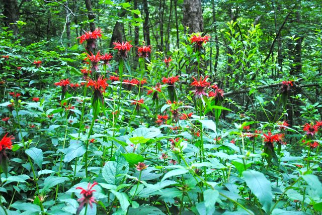 DSC_0202-bee balm