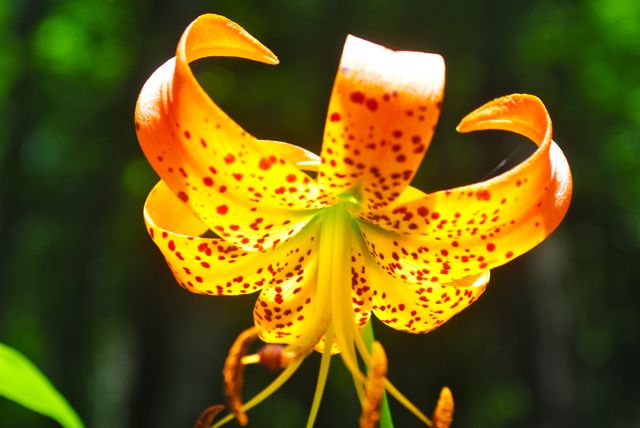 Turks Cap Lily