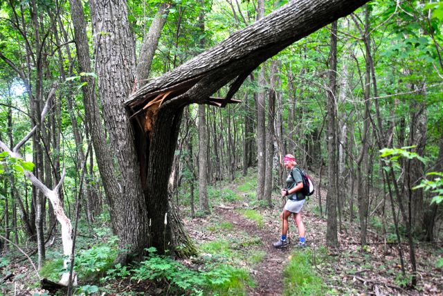 Melody & widow maker