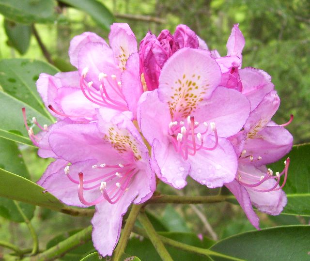 Rhododendron2