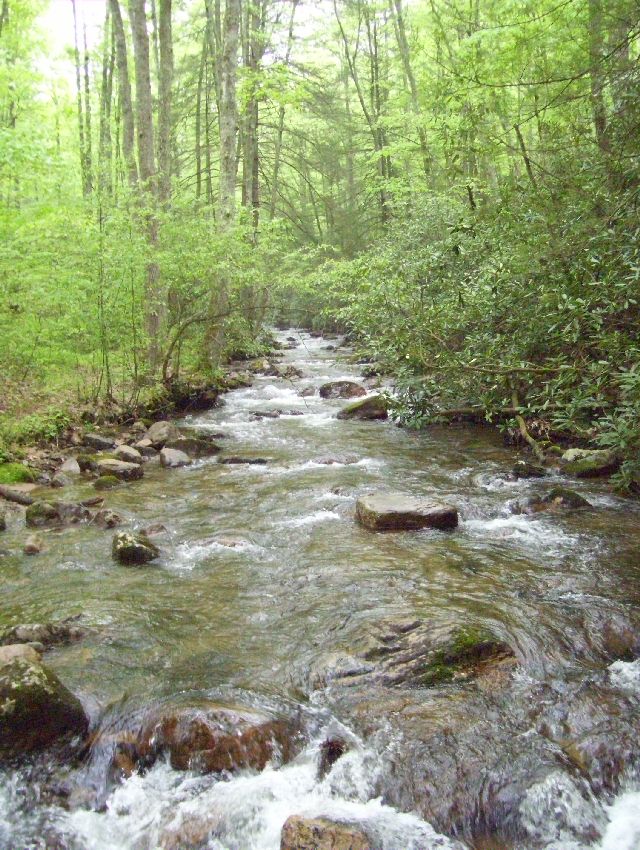 Straight Branch Stream