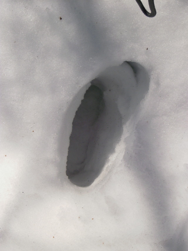 P3070122 Sun - Deep snow