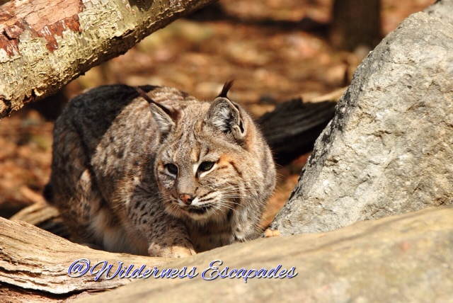 Cache - 21 year old female