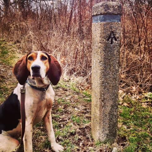 Cullowhee on the AT near Loft Mountain Camp store