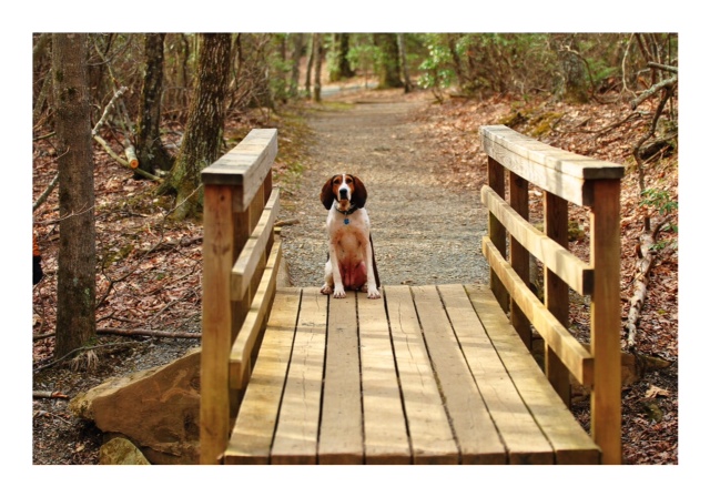 Cullowhee on the White Oak Canyon Trail