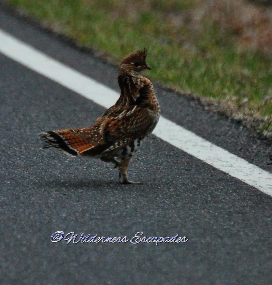 Ruffled Grouse