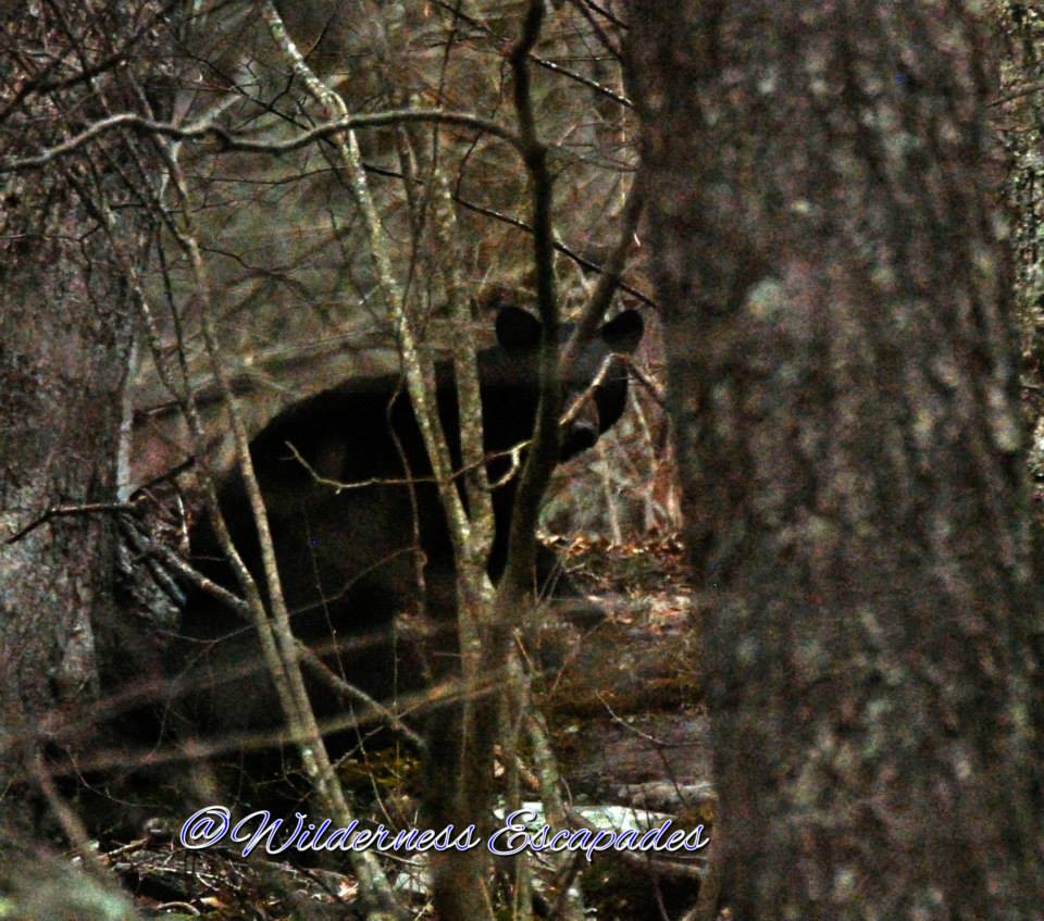 Secon black bear seen from the car