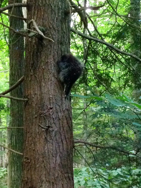 Porcupine climbing a tree