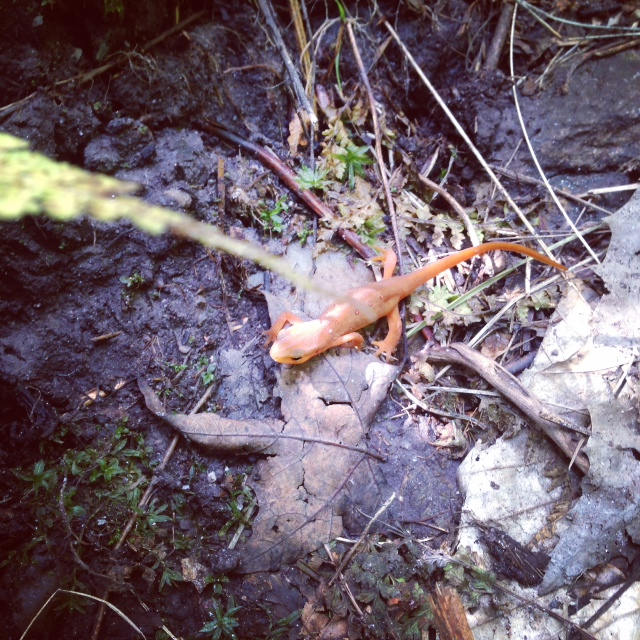 Red spotted newt