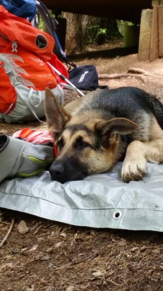 Falsly accused by Shoe of vandalizing shelter