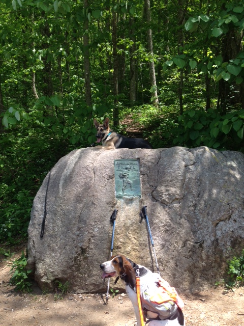 Michaux and Cullowhee at Unicoi Gap